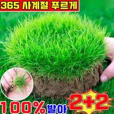 잔디 씨앗 천연 잔디 사계절 잔디 씨앗 7일 발아 잔디 씨앗 꽃잔디 씨앗 상록잔디 프리미엄 잔디 씨앗 기타 꽃 씨앗 런덤 증정, 4개, 501g