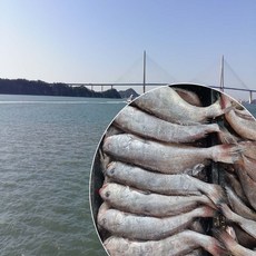 민어 3 마리 목포민어 생물 급냉 1 kg 전후, 3개, 1kg