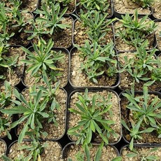 [해뜰다육] 아미산(소품) 다육식물 선인장, 1개