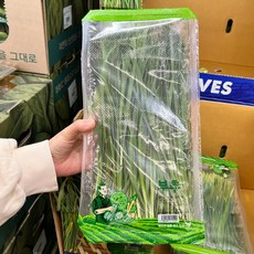 트레이더스 부추 1팩, 1개, 180g