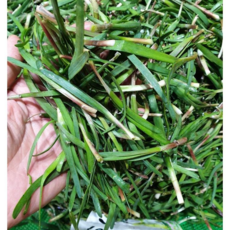 [제철] 노지 초벌부추 약부추, 500g, 1개