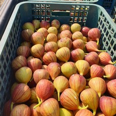 함평 무농약 생 무화과 안심포장, 4세트, 600G