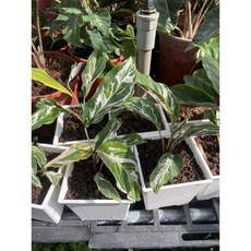 霏霏園藝白柚薑竹芋3吋盆栽 清新香氣 容易照顧 點綴您的生活空間, 1個