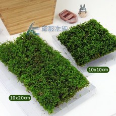 【AC草影】卡夾式默思草皮 水草 前景草 陰性水草 耐熱 不需CO2, 1個, SKYFALL 天賞 MIT水草CO2錠