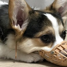 투유샵 플라스틱 입마개 입마개훈련, 3호