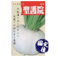 【野菜部屋~】聖護院大丸蕪菁種子 食味佳 具甜味, 1包