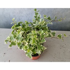 원더아이비.공기정화 미세먼지.인테리어소품, 1개