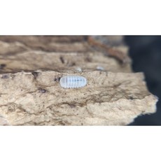 [70종] 등각류 분해생물 쥐며느리 톡토기 비바리움 교육용, 1세트, 백귄 5마리