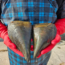 거제도 다이버채취 키조개 생물 자연산, 1개, 키조개 대 1마리