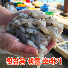 [한정특가]당일조업 꼴뚜기 생물 호래기 횟감, 1박스, 1kg