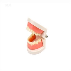 이군 치아모형 이닦기