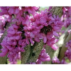 霏霏園藝大陸紫荊花8吋仿真植物 免澆水 客廳臥室裝飾 提升空間質感 特價2000元, 1個