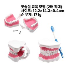 치아모형 이모형 구강 이빨 모형 칫솔질교육 병원 교육, 2배 칫솔 모델, 1개
