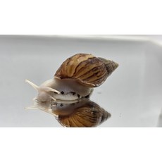 애완용 아프리카왕달팽이 교육용 생물, 1개, 백와