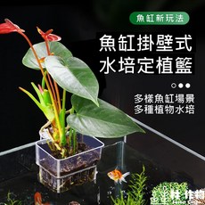 林作物 現貨 亞克力水培定植籃 掛式魚草共生水草培育杯 定植架 魚缸水培造景裝飾, 1個