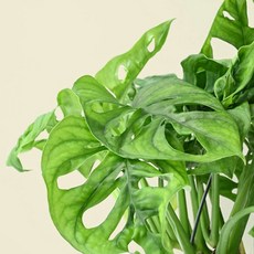 洞洞蔓綠絨 觀葉植物 3-4吋盆, 1個