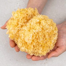 손질 건조목이버섯 백목이 1kg 중국산 건조버섯 건목이, 단품, 단품