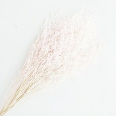 卡斯比亞乾燥花 居家裝飾花材, 白色
