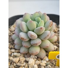 [가람다육] 펄빈 다육이, 1개, 펄빈65