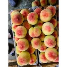 프리미엄 조치원 농장직송 백도 황도 대극천 말랑이 딱딱이 물복 딱복, 1개, 황도 말랑이 1.5kg(4-7과)