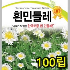 흰민들레 씨앗 식용 약용 재래종 하얀민들레 꽃 씨 종자