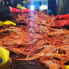 예원수산 정품활홍게 정품자숙홍게 제철홍게택배, 1박스, 생물(활) 정품홍게 2kg