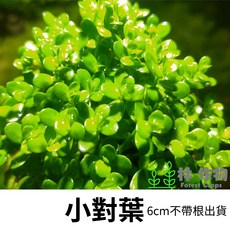《林作物》水草 小對葉 水中葉 中景 耐熱 不需CO2 新手級 陰性草 水族, 每份單1株