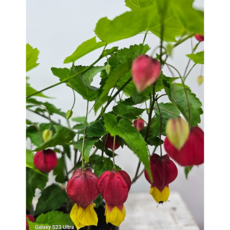 아부틸론 꽃이있어요 높이 20~35cm 소품 1개