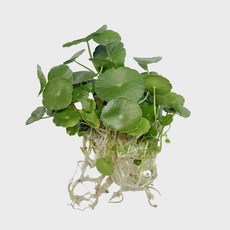 메이크정글 흙 없이 키우기 쉬운 수경재배 흙 세척 식물 모음, 워터코인