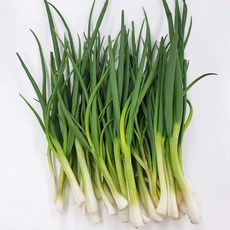 농산물마루 국내산 쪽파 깐쪽파, 1박스, 1.25kg