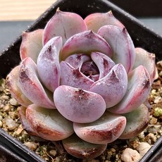 내맘대로골라 다육이 다육식물, 6번- 오데뜨