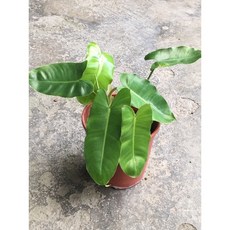 霏霏園藝 獨角獸盆栽 5吋, 1個