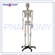 대형 인체 골격 모형 교육 구조 뼈 스켈레톤 해부학 신경근, A. 170cm 디스크 신경 부착 뼈
