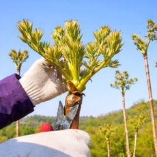 [자연산참두릅] 최상급선별 참두릅 청정지대에서키운 산지직송 참두릅원순, 1세트, 500g