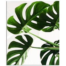 세잔느화실 힐링인테리어 북유럽 감성 캔버스그림액자-몬스테라 잎사귀, 캔버스액자, 26x21cm