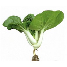 【野菜部屋】F20 迷你奶油白菜種子 50公克 (約25000顆) 植株矮壯 味甜 品質佳, 1包
