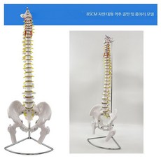 45cm 인체 골격 모형 골반 대퇴골 미골 경추 교육용 모델 K_80CM 척추 골반 종아리뼈, 1개