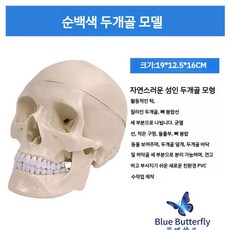 두개골모형 얼굴 인체 해부학 신경 구조 모델 실습 병원, 두개골 모형