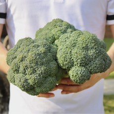 [농산물마루] 브로콜리 특품, 1박스, 브로콜리 2kg