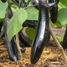 국내산 축양 가지 특상품 2kg 10-15개