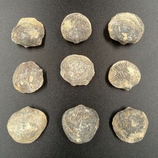 조개화석 암모나이트 화석 1 100 천연 화석 해양 동굴 쉘 화석 데본기 돌 표본 수집