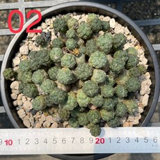 G.L.魔仙園 足球團扇多肉植物 Maihueniopsis bonnieae, 1個, 02