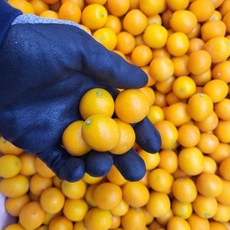 제주도 낑깡 금귤 대과 1kg, 1개