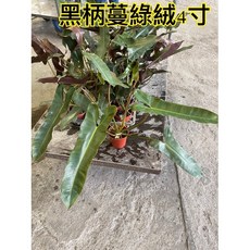 霏霏園藝黑柄蔓綠絨4寸盆栽 易於照料 增添居家綠意 特價優惠中