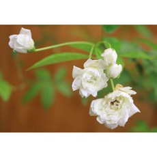 목향장미찔래(하양) 은은한향기꽃을 가진아이입니다, 1개