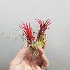 P老闆園藝 火焰 小精靈 空氣鳳梨, 1個, 單頭