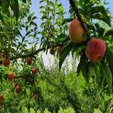 초특가 청담농수산 산지직송 추희자두, 1개, 1kg 중소과