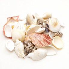 오꿈 조개모형 조개껍데기 100g, A13 (일반) 혼합, 1세트