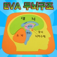 EVA 두뇌구조퍼즐-IS