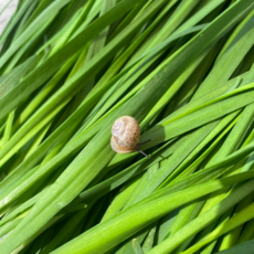 국내산 햇부추 정구지 손질 노지 특사이즈, 10kg, 1개